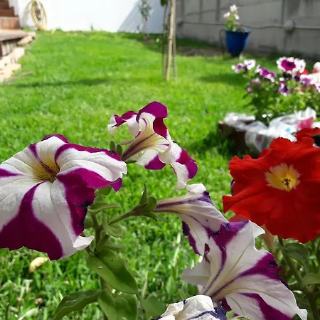 Dimitra 2* Tsoukalaíika